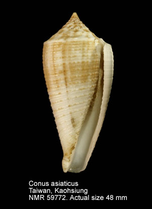 Conus asiaticus.jpg - Conus asiaticusDa Motta, 1985
